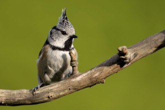Crested tit in the garden