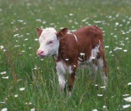 Hinterwälder cattle, calf, cows, calves