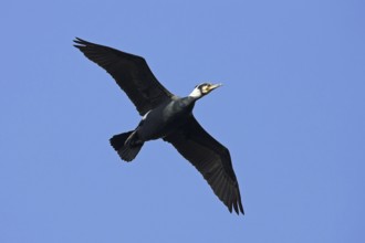 Cormorant, Great Cormorant, Cormorant, (Phalacrocorax carbo), Grand Cormoran, Cormor-n Grande,