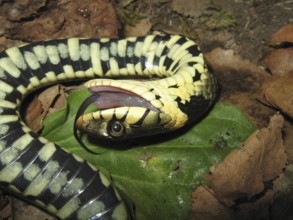 Grass snake (Natrix natrix)