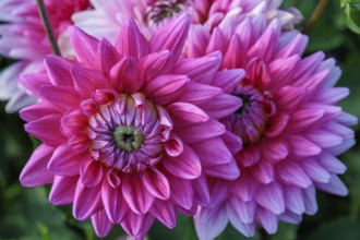 Macro shot of pink dahlia flowers in bright light with green background, legden, Münsterland,