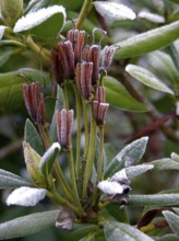 Rhododendron Seeds with Hoarfrost, Hoarfrost