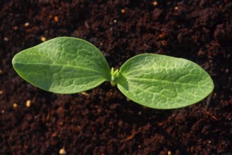 Zucchini plant from seedlings in an orchard urban garden