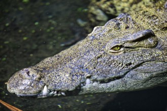 Close-up of a crocodile in the water, (Crocodylus niloticu) Basel Zoo Switzerland