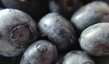 Close-up macro shot of fresh blueberries with visible texture and water droplets