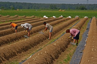 Asparagus harvest, asparagus field, harvest helper, asparagus cutter, Büttelborn near Darmstadt,