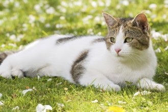 Cat lies lazily in the green grass in the garden