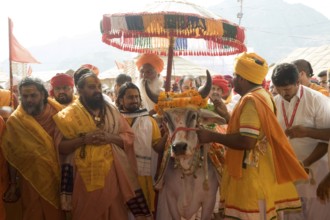Holy cow, pathmeda, godham, rajasthan, india, asia