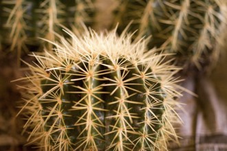 Cacti orchid, Calcutta, West Bengal, India