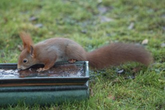 Squirrel leaning against pot with frozen water in green grass standing drinking looking left