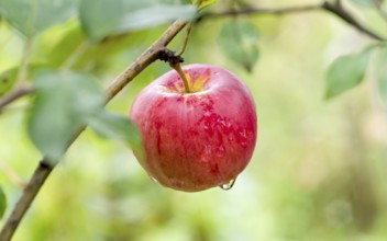 Red apples on the tree Bulgaria