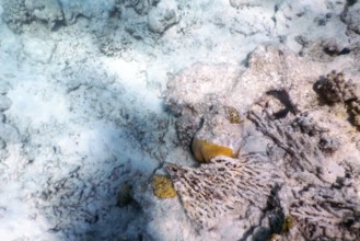Coral bleaching, Dead coral reef killed by global warming, climate change