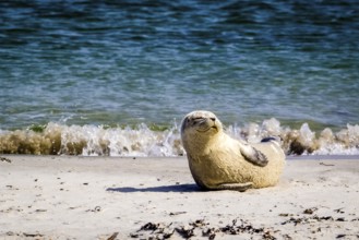 Harbor seal (Phoca vitulina)