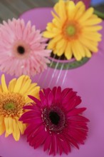 Hippie flower power yellow pink gerbera on guitar still music metaphor