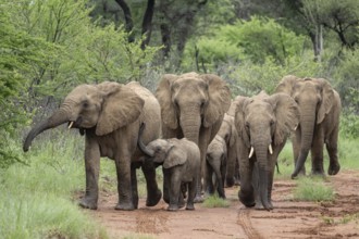 Elephants (Loxodonta africana) Herd with young, Qwabi Private Game Reserve, Biosphere Reserve,