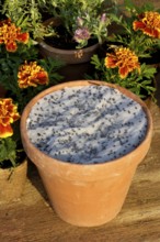 Seed disc