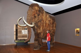 Boy, mammoth (Mammuthus), Natural History Museum of Basel, Basel, Switzerland