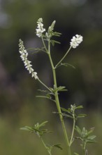 White Sweet Clover, North Rhine-Westphalia, Germany (Melilotus alba)