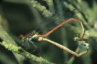 Large red damselfly mating (Pyrrhosoma nymphula)