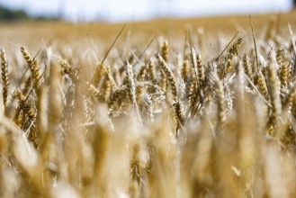 Ripe golden ears of corn in a field in the sunlight, Coxhill, Shepherdswell, Dover, Kent, Great