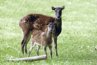 Philippine Spotted Deer, female with young (Cervus alfredi)