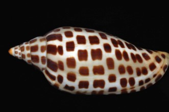 Volute Junonia Shell, India, Asia