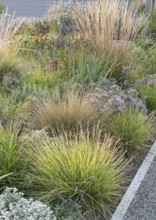 Autumn crested wheatgrass (Sesleria autumnalis), (Calamagrostis × acutiflora 'Waldenbuch')