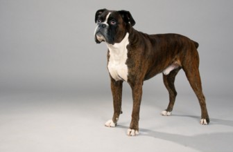 German Boxer, gold tabby