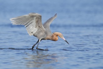 Reddish Egret (Egretta rufescens), Florida, USA