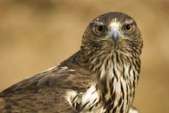 Bonelli's Eagle (Aquila fasciata) female, Castile-La Mancha, Spain