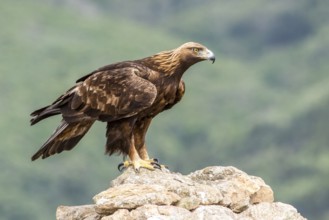 Golden Eagle (Aquila chrysaetos) perched on a rock, Madrid, Spain