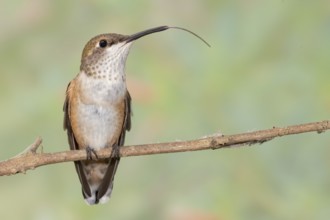 Rufous Hummingbird (Selasphorus rufus) perched on a branch with long stretched tongue, Texas, USA
