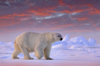 Polar bear on drift ice edge with snow and water in Svalbard sea. White big animal in the nature