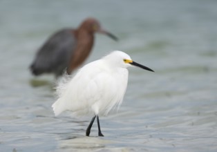 Snowy Egret & Reddish Egret (Egretta thula & Egretta rufescens), Florida, USA