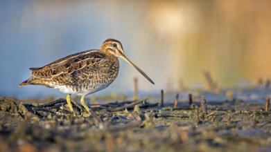 Common Snipe (Gallinago gallinago) foraging, Burgenland, Austria