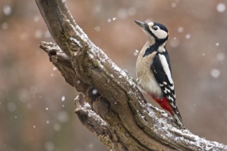 Great Spotted Woodpecker (Dendrocopos major) male, Saxony-Anhalt, Germany