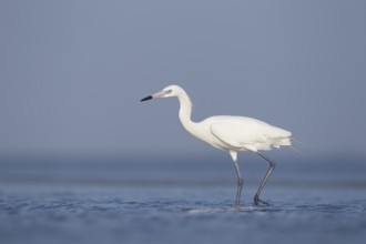 White-morph Reddish Egret : Mustang Island State Park : Port Aransas, TX