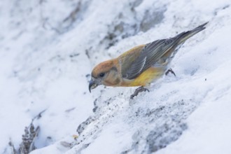 Common Crossbill - Fichtenkreuzschnabel - Loxia curvirostra ssp. polyogyna, Spain, 2nd cy, female