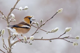 Hawfinch (Coccothraustes coccothraustes) male, Saxony-Anhalt, Germany