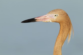 Reddish Egret (Egretta rufescens), Florida, USA