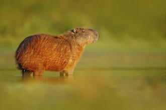 Wildlife of Brazil. Capybara, Hydrochoerus hydrochaeris, Biggest mouse in the water with evening