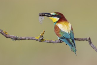 European Bee-eater (Merops apiaster) perched on a branch with an insect in its beak, Lesvos, Greece