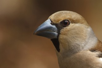 Hawfinch (Coccothraustes coccothraustes) female, Utrecht, Netherlands