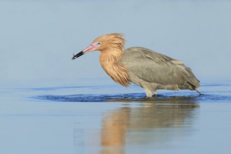 Reddish Egret (Egretta rufescens), Florida, USA