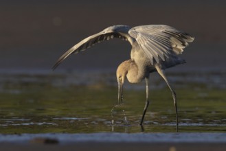 Reddish Egret (Egretta rufescens) foraging, Costa Rica