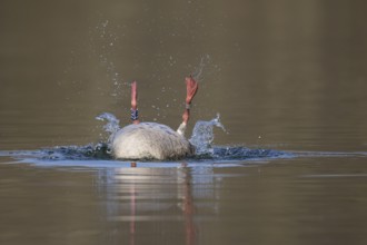 Greylag Goose (Anser anser) preening, Lower Saxony, Germany