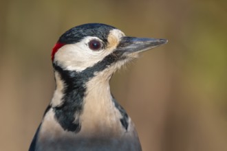 Great Spotted Woodpecker (Dendrocopos major) male, Lower Saxony, Germany