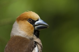 Hawfinch (Coccothraustes coccothraustes) male, Utrecht, Netherlands