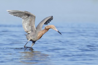 Reddish Egret (Egretta rufescens), Florida, USA