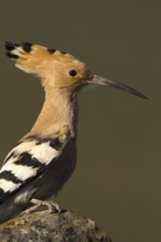 Eurasian Hoopoe (Upupa epops), Castile-La Mancha, Spain